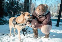 A woman smears Vaseline on her dog's paw to protect him from snowy weather.