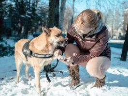 A woman smears Vaseline on her dog's paw to protect him from snowy weather.