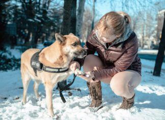 A woman smears Vaseline on her dog's paw to protect him from snowy weather.