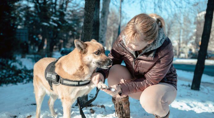 A woman smears Vaseline on her dog's paw to protect him from snowy weather.