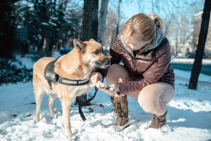 A woman smears Vaseline on her dog's paw to protect him from snowy weather.