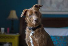 Loving your dog doesn't mean loving the smell. Here is how to get rid of dog odors in the house.
