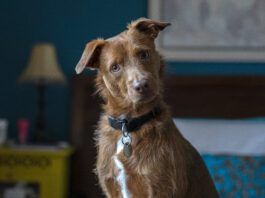 Loving your dog doesn't mean loving the smell. Here is how to get rid of dog odors in the house.