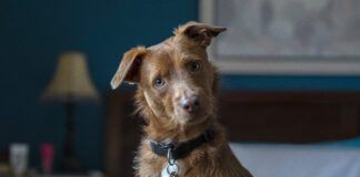Loving your dog doesn't mean loving the smell. Here is how to get rid of dog odors in the house.