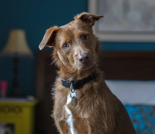 Loving your dog doesn't mean loving the smell. Here is how to get rid of dog odors in the house.