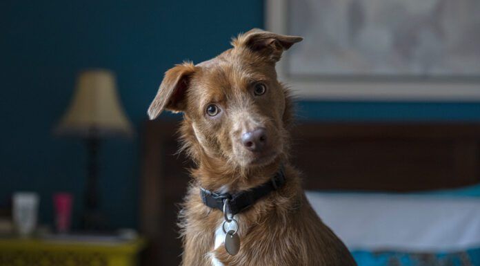 Loving your dog doesn't mean loving the smell. Here is how to get rid of dog odors in the house.