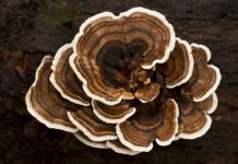 Turkey Tail Mushrooms for Dogs Turkey tail mushroom for dogs is a popular supplement for canine health.