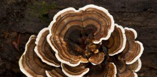 Turkey tail mushroom for dogs is a popular supplement for canine health.