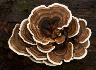Turkey Tail Mushrooms for Dogs Turkey tail mushroom for dogs is a popular supplement for canine health.