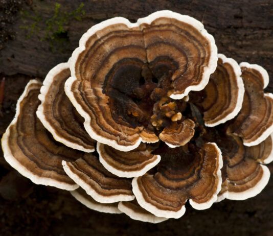 Turkey tail mushroom for dogs is a popular supplement for canine health.