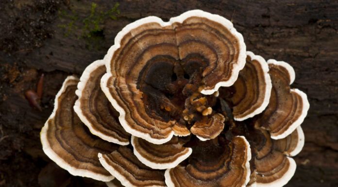 Turkey Tail Mushrooms for Dogs Turkey tail mushroom for dogs is a popular supplement for canine health.