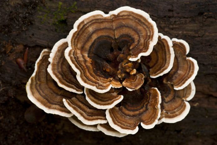 Turkey Tail Fungus (Trametes versicolor) Turkey tail mushroom for dogs is a popular supplement for canine health.