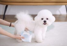 Male Dog Wraps for Urine A puffy white male dogs looking at the camera while his owner puts him in a dog diaper.