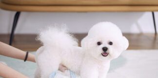 A puffy white male dogs looking at the camera while his owner puts him in a dog diaper.