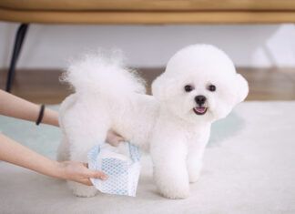 A puffy white male dogs looking at the camera while his owner puts him in a dog diaper.