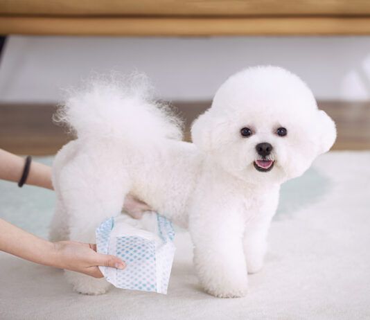 Male Dog Wraps for Urine A puffy white male dogs looking at the camera while his owner puts him in a dog diaper.