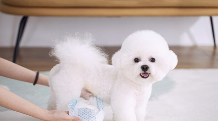 A puffy white male dogs looking at the camera while his owner puts him in a dog diaper.