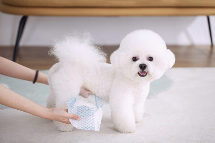 A woman is putting on diapers for a white teddy dog, pet diapers A puffy white male dogs looking at the camera while his owner puts him in a dog diaper.