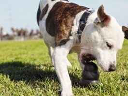 Dog toys for heavy chewers need to be built strong, but not so strong they pose a health risk.