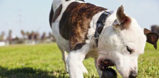 Dog toys for heavy chewers need to be built strong, but not so strong they pose a health risk.