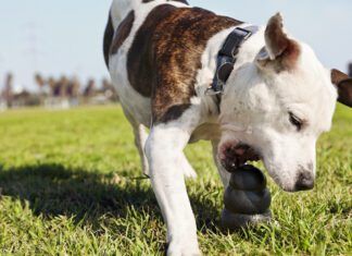 Best Dog Toys for Heavy Chewers Dog toys for heavy chewers need to be built strong, but not so strong they pose a health risk.