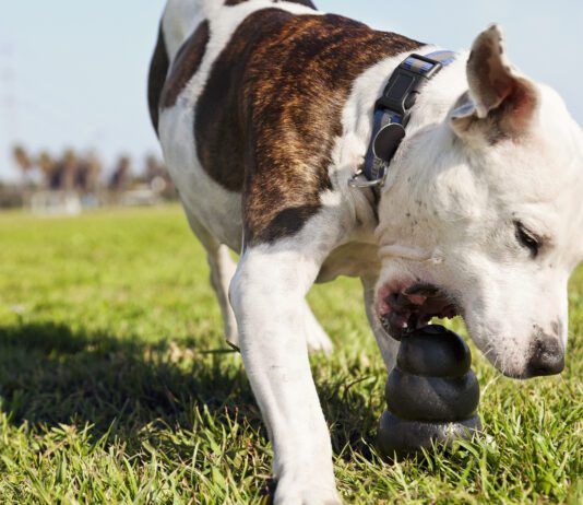 Dog toys for heavy chewers need to be built strong, but not so strong they pose a health risk.