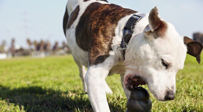 Dog toys for heavy chewers need to be built strong, but not so strong they pose a health risk.