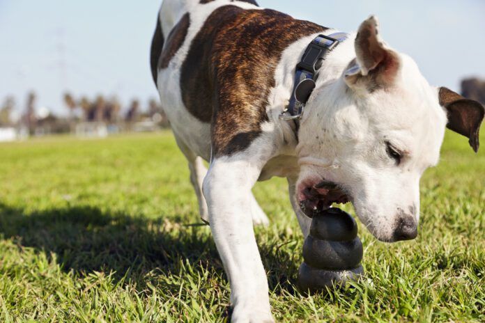 Dog toys for heavy chewers need to be built strong, but not so strong they pose a health risk.