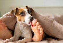 Why Do Dogs Lick Your Feet? Understanding This Quirky Canine Behavior Why do dogs lick your feet? Because they're there.
