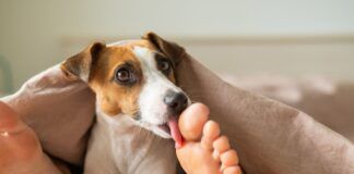 Why do dogs lick your feet? Because they're there.