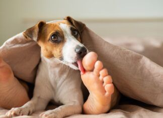 Why do dogs lick your feet? Because they're there.