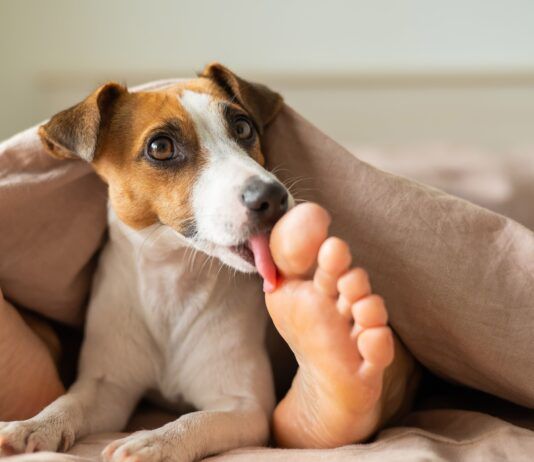Why Do Dogs Lick Your Feet? Understanding This Quirky Canine Behavior Why do dogs lick your feet? Because they're there.