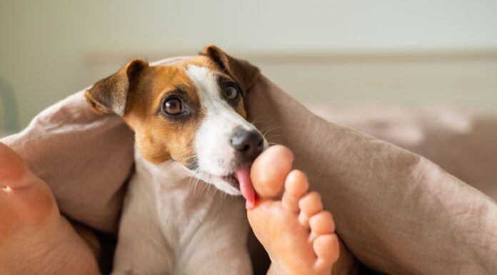 Why Do Dogs Lick Your Feet? Understanding This Quirky Canine Behavior Why do dogs lick your feet? Because they're there.