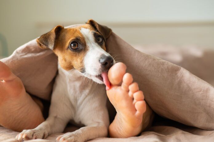 The dog jack russell terrier lies with the mistress on the bed and licks her feet Why do dogs lick your feet? Because they're there.