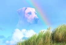 When Seizures Win in Dogs When is it time to put down a dog with seizures.