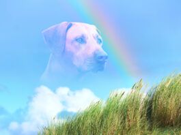 When Seizures Win in Dogs When is it time to put down a dog with seizures.