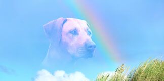 When is it time to put down a dog with seizures.