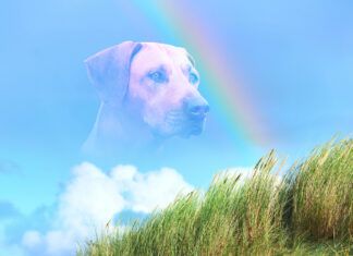 When is it time to put down a dog with seizures.