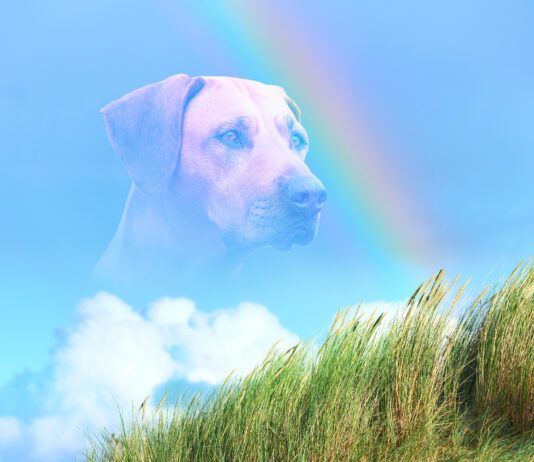 When Seizures Win in Dogs When is it time to put down a dog with seizures.