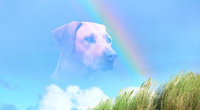 When Seizures Win in Dogs When is it time to put down a dog with seizures.