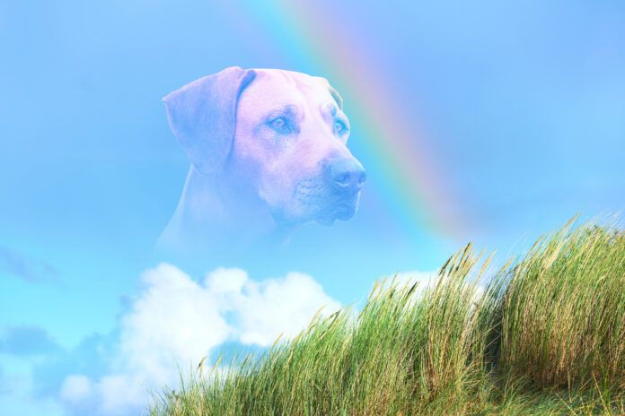 Close-up dog portrait against rainbow on blue sky, white clouds and green grass. Dog Rainbow Bridge concept. When is it time to put down a dog with seizures.