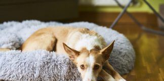 Helping a rescue dog adjust to a new home requires considering their needs and providing safe spaces.