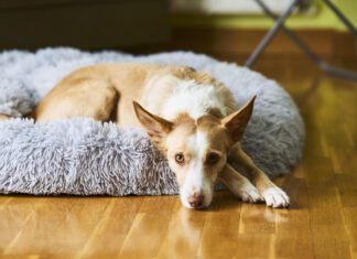 Helping a Rescue Dog Adjust to a New Home Helping a rescue dog adjust to a new home requires considering their needs and providing safe spaces.
