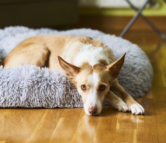 Helping a rescue dog adjust to a new home requires considering their needs and providing safe spaces.