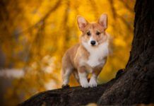 The Corgi dog's short legs is due to a mutation that causes a particular sort of dwarfism in dogs.