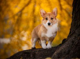 Dogs With Dwarfism The Corgi dog's short legs is due to a mutation that causes a particular sort of dwarfism in dogs.