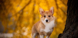 The Corgi dog's short legs is due to a mutation that causes a particular sort of dwarfism in dogs.