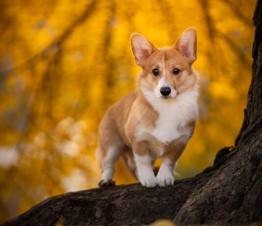The Corgi dog's short legs is due to a mutation that causes a particular sort of dwarfism in dogs.