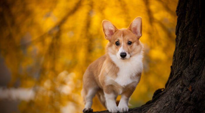 The Corgi dog's short legs is due to a mutation that causes a particular sort of dwarfism in dogs.