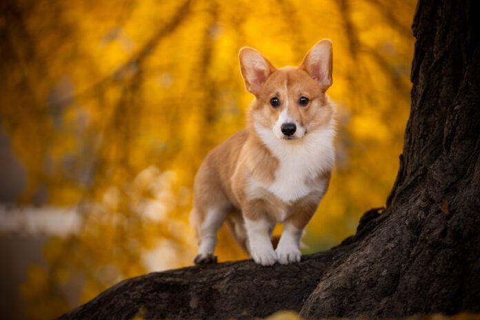 The Corgi dog's short legs is due to a mutation that causes a particular sort of dwarfism in dogs.